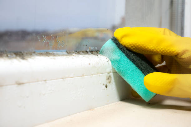 Best Black Mold Removal  in Dell Rapids, SD